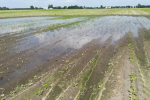 Na południu kraju na polach uprawnych występuje nadmiar wody