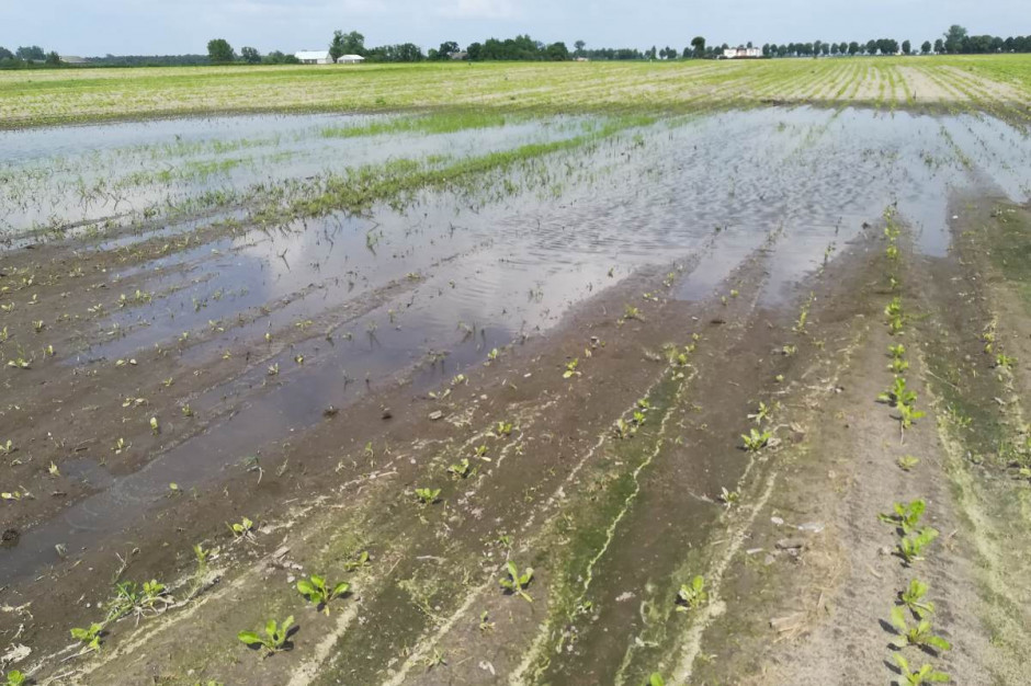Deszcze nawalne i nadmiar opadów może stać się przyczyną obniżki plonowania niektórych upraw; Fot. A. Kobus