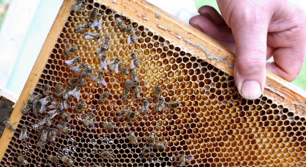 Firma kurierska wstrzymała transport - zginęło pół miliona pszczół