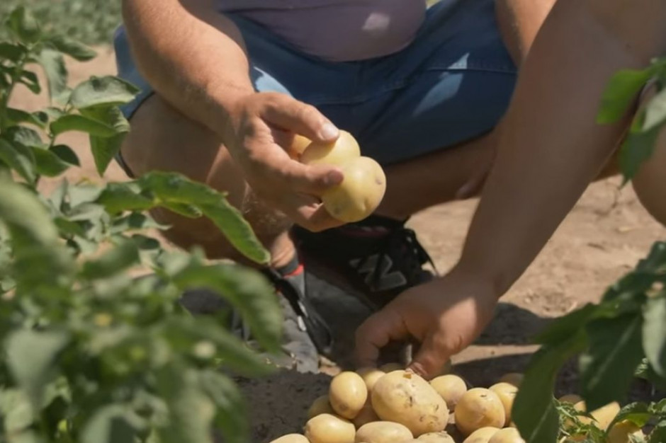 Jak zadbać o jakość ziemniaka? , fot.  Syngenta