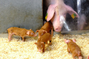 Bawaria: producenci prosiąt zwolnieni ze składek na kontrolę chorób zwierząt