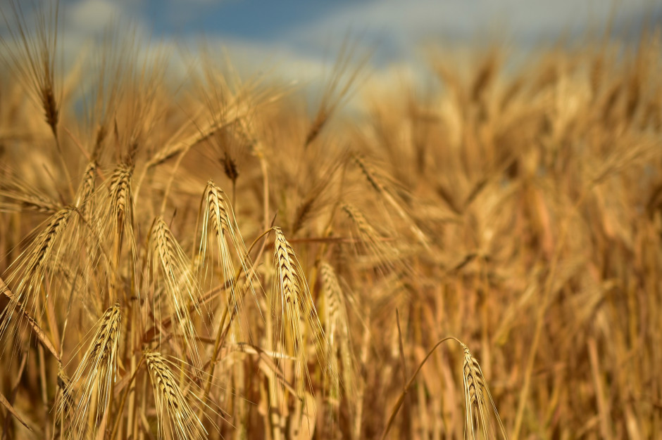IJHARS poprowadzi wykaz producentów ekologicznych; fot. Peggychoucair z Pixabay