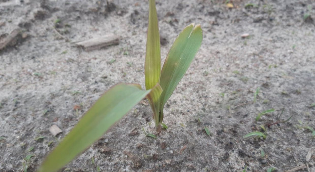Siniejąca kukurydza - jak pomóc roślinom, gdy za oknem chłodno