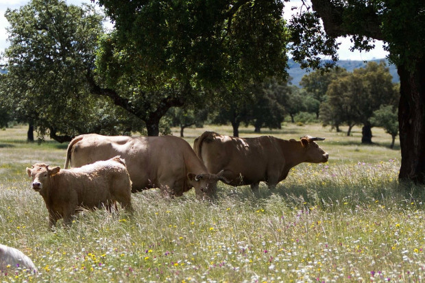 Hiszpania: Rząd chce bardziej ekstensywnego rolnictwa
