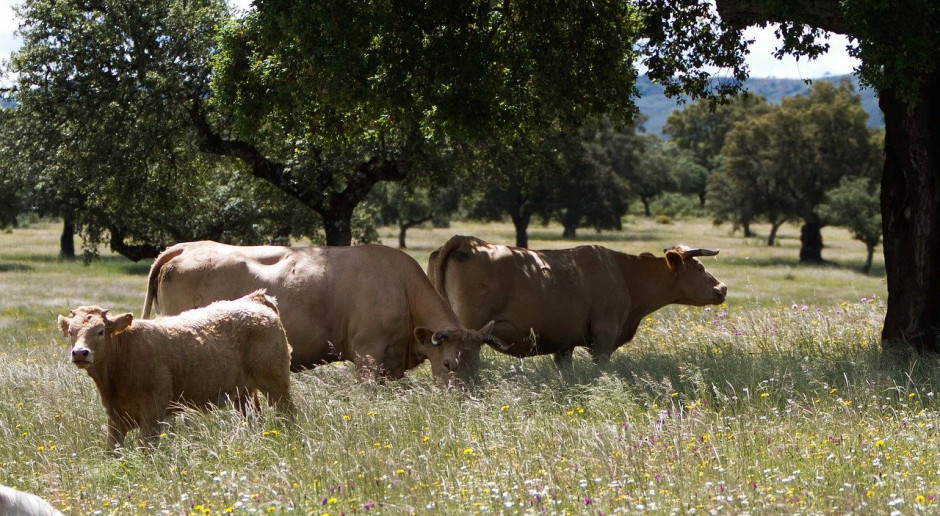 Hiszpania: Rząd chce bardziej ekstensywnego rolnictwa