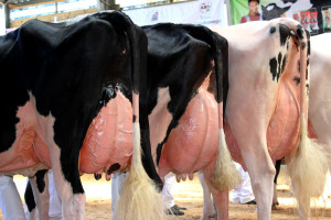 Duży wzrost liczby zgenotypowanych sztuk bydła mlecznego