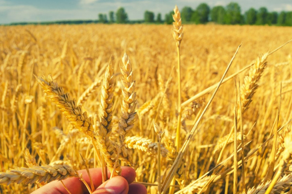 Prognozowane zbiory pszenicy w wysokości 27,8 mln ton mogą być niższe od poziomu z poprzedniego roku o 17 proc., ale przekroczą wieloletnią średnią o 15 proc.; Fot Shutterstock