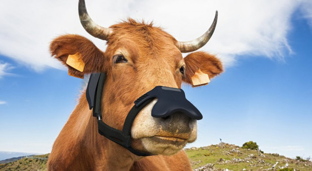 Cargill planuje sprzedaż wychwytujących metan masek dla bydła