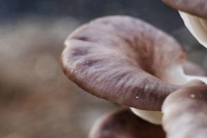 Podłoże po produckcji grzybów to już nie odpady