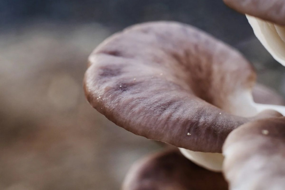 Słoma po uprawie grzybów stanowi cenny nawóz naturalny, Foto: Pixabay/mrngochuy
