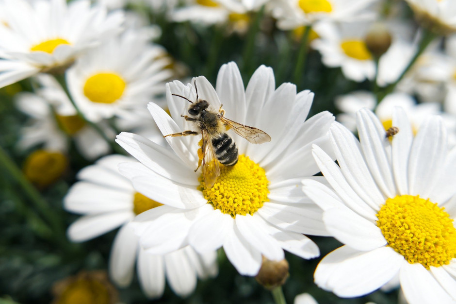 PE opowiedział się za ochroną bioróżnorodności; fot. ProsaClouds z Pixabay