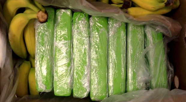 160 kg kokainy w bananach dostarczonych do znanej sieci sklepów