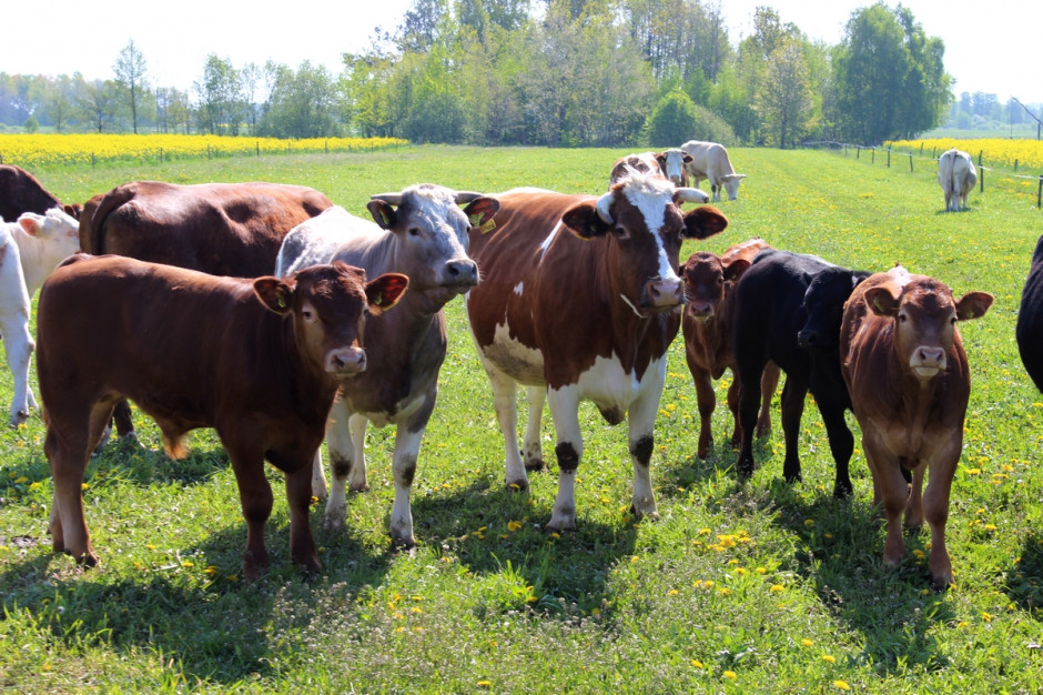 W przypadku krów mlecznych przez dobrostan rozumiany jest wypas zwierząt przez 120 dni w roku po 6 godz. dziennie lub utrzymywania bydła na powierzchni o co najmniej 20 proc. większej niż stanowi norma, fot. ŁCh
