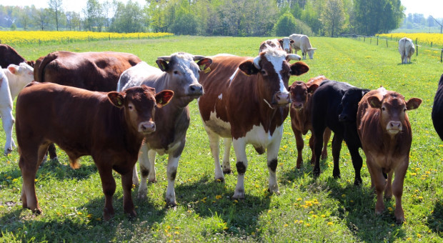 Rosnące koszty ograniczają rozwój produkcji bydła mięsnego