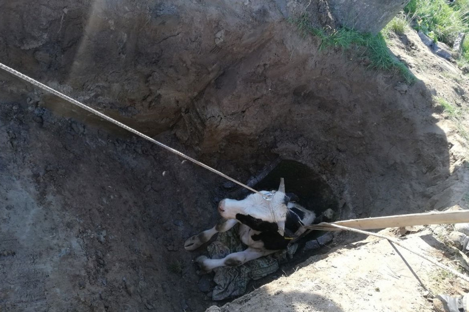 Strażacy uratowali z pułapki byczka, który wpadł do studni, fot. PSP Braniewo