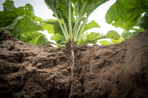 Tereos zamknął cukrownię we Francji. Powód mniejsza produkcja buraka