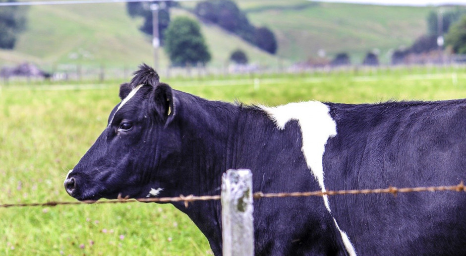 Nowa Zelandia: Rolników czeka ograniczanie emisji gazów cieplarnianych