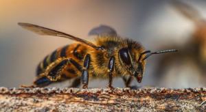 Jak wykonywać zabiegi ochrony, aby nie zagrażać pszczołom?