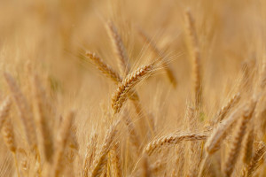 Kolejne prognozy wysokich cen zbóż do końca tego roku