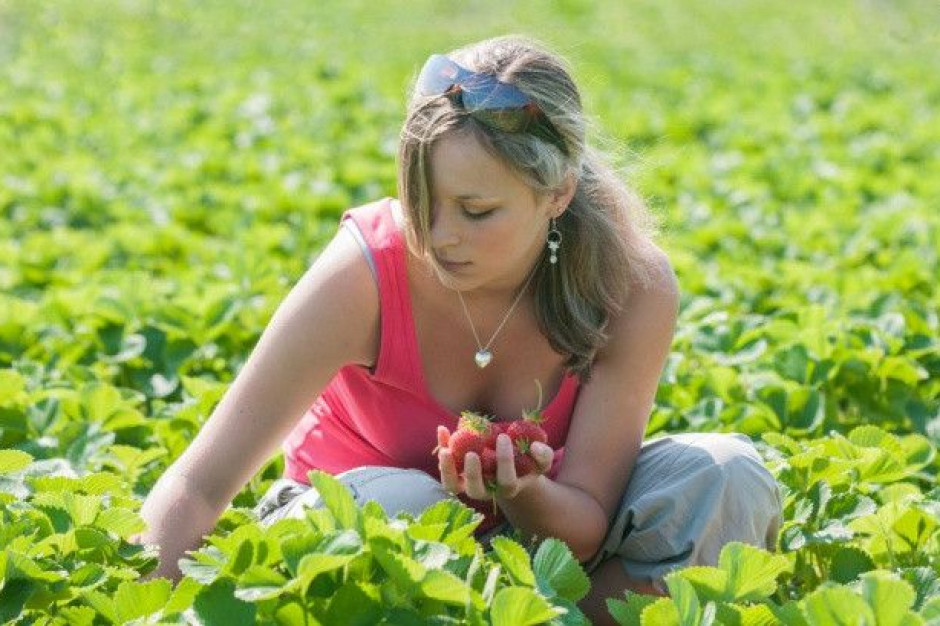 Coraz trudniej pozyskać pracowników do zbiorów owoców. Dlatego stawki rosną, fot. Shutterstock