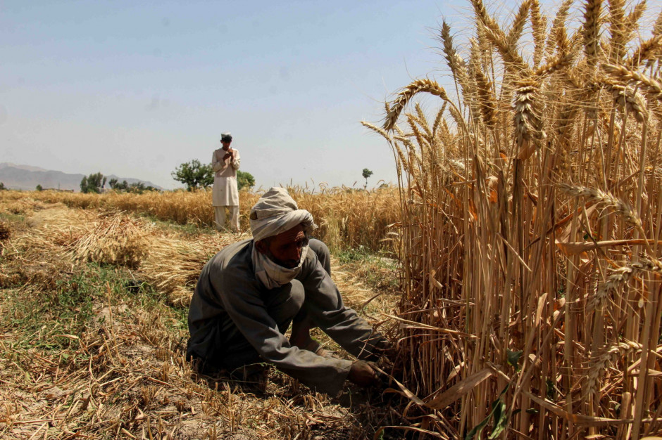 Afgańscy rolnicy byli zachęcani do zwiększaniu uprawy zbóż. Pandemia Covid-19 krzyżują te plany.  fot. PAP/EPA/M SADIQ
