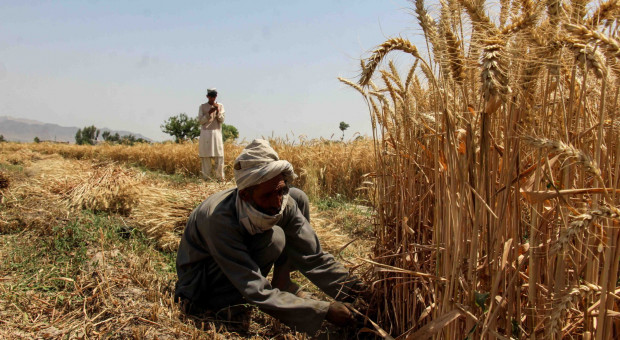 Afgańscy rolnicy nie rezygnują z nielegalnej produkcji opium