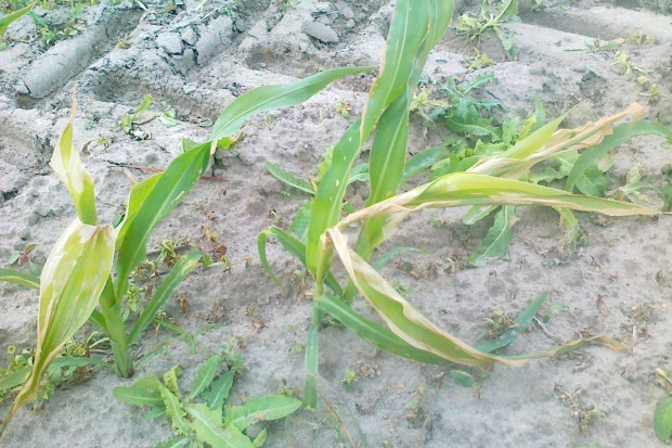 Zabiegi dokarmiania dolistnego kukurydzy a wysokie temperatury