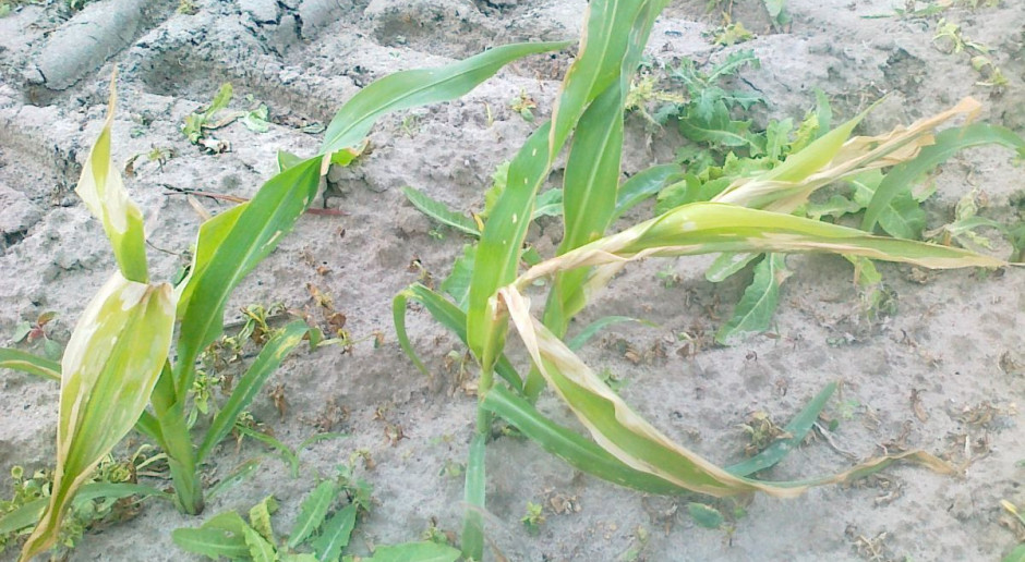 Zabiegi dokarmiania dolistnego kukurydzy a wysokie temperatury