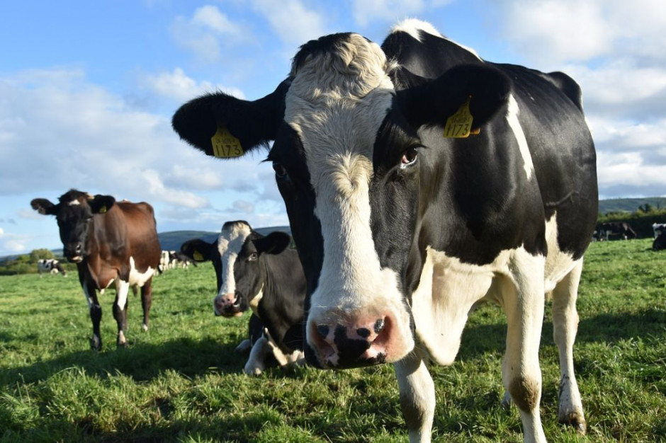 Australijscy hodowcy bydła mlecznego w sezonie 2021/2022  mogą liczyć na wzrost cen mleka, ale także na wyższe koszty produkcji; Fot.pixabay.com