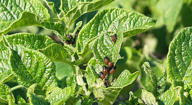 Są już larwy stonki ziemniaczanej - jak je skutecznie zwalczać?