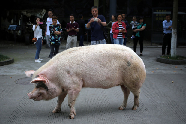 DPA: Śmierć chińskiej świni bohaterki trzęsienia ziemi