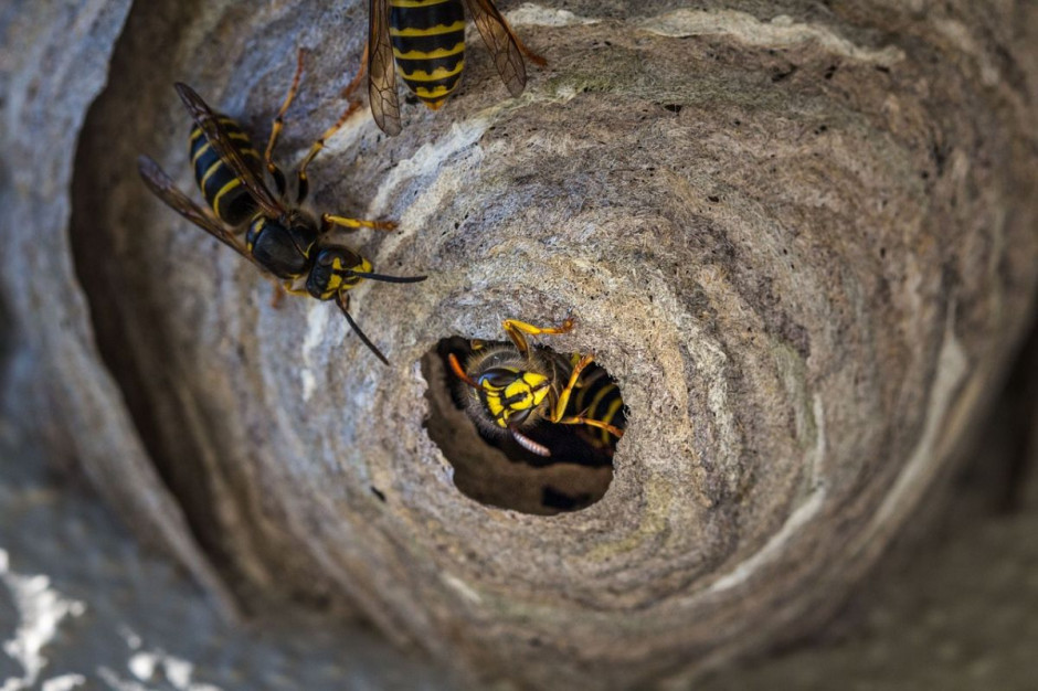 Strażacy usuwają gniazda owadów w sytuacjach bezpośredniego zagrożenia, Foto: Pixabay/umsiedlungen