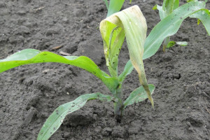 Zasychające liście kukurydzy. To może być objaw żerowania nowego szkodnika