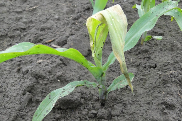 Zasychające liście kukurydzy. To może być objaw żerowania nowego szkodnika