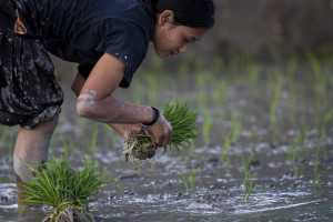W Nepalu rolnicy sadzą ryż, korzystają z dobrej pogody