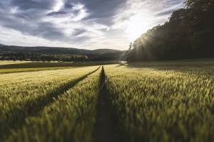 Ile KOWR zarobił na sprzedaży i dzierżawie w 2020 roku?