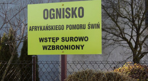 Dwa ogniska ASF w województwie łódzkim zlikwidowane