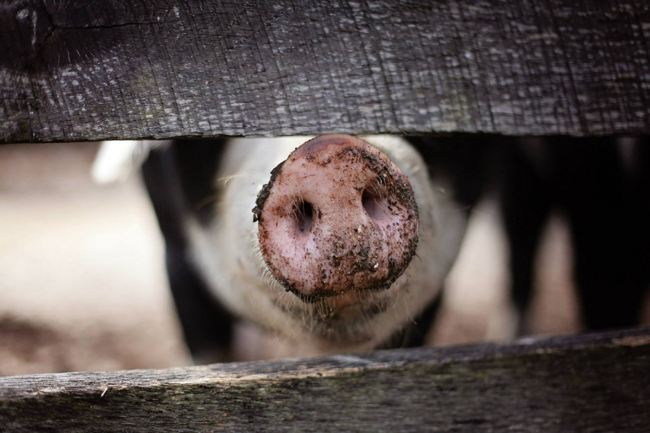 Kara pozbawienia wolności z warunkowym zawieszeniem za znęcanie się nad świnią w ubojni; fot. Pexels z Pixabay