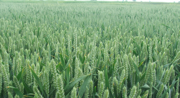 Jak rolnicy oceniają krajowy rynek zbóż w kontekście prognozowanych zbiorów?