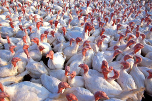 Ognisko grypy ptaków u drobiu w Małopolsce
