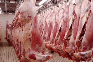 Producenci z Argentyny mogą ponownie eksportować wołowinę