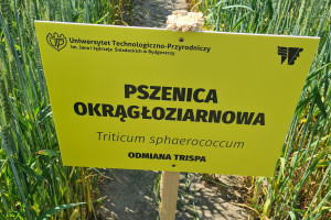 5 ton z hektara pradawnej pszenicy w konwencjonalnej uprawie