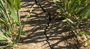 Uprawa bezorkowa pomaga w walce z suszą - w jaki sposób?