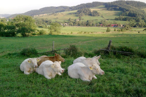 Zwiększenie opłacalności produkcji wołowiny w oparciu o nowy model hodowli bydła