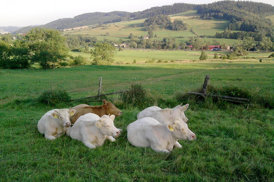 Nowe metody chowu bydła mają poprawić jakość wołowiny i opłacalność jej produkcji, fot. DZD