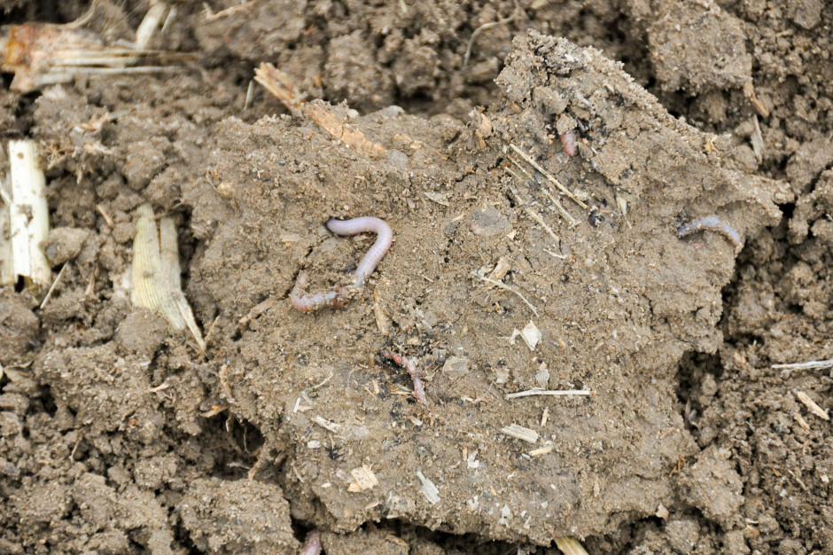 Gleba tętni życiem szeregu podziemnych organizmów, począwszy od bakterii i grzybów po owady, dżdżownice i krety, fot. wko