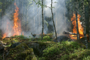Komisja UE intensyfikuje przygotowania przeciw pożarom lasów