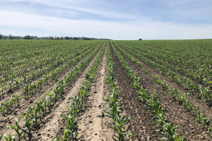 Szkody z deszczu nawalnego w kukurydzy – oględziny pośrednie