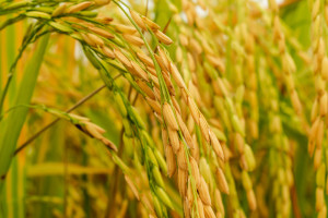 Gorące noce zaburzają rozwój ryżu
