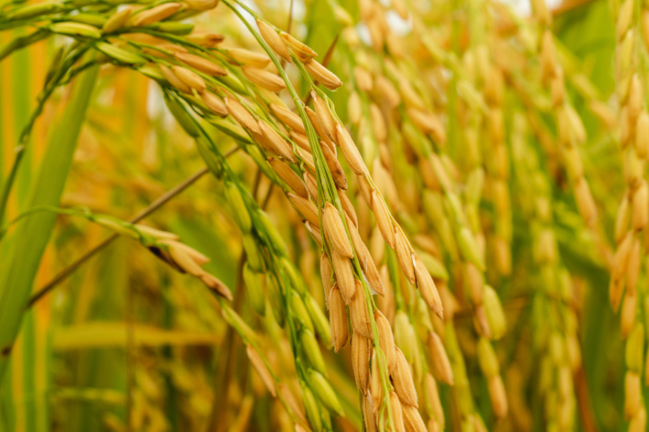 Jeśli noce są zbyt ciepłe, zaburzeniu może ulec dobowy rytm ryżu, przez co roślina gorzej rośnie, a plony z upraw są mniejsze, fot. Shutterstock